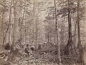 Great Dismal Swamp, Virginia by Israel Cook Russell (American, 1852–1906)