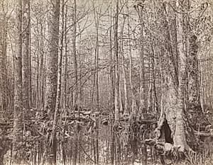 Great Dismal Swamp, Virginia by Israel Cook Russell (American, 1852–1906)