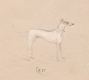 Hira by Unknown Artist