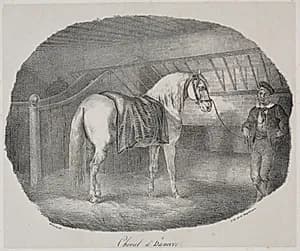 Horse from Hanover by Théodore Géricault (French, 1791–1824)