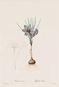 Les Liliacées:  Crocus Sativus by Henry Joseph Redouté (French, 1766–1853)