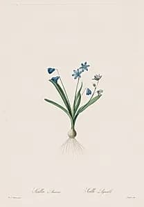 Les Liliacées:  Scilla amaena by Pierre-Joseph Redouté (French, 1759–1840)