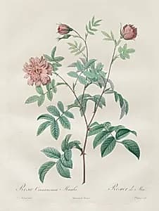 Les Roses:  Rosa cinnamomea by Henry Joseph Redouté (French, 1766–1853)