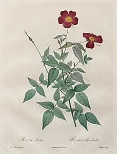 Les Roses:  Rosa indica by Henry Joseph Redouté (French, 1766–1853)