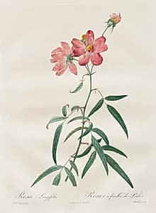 Les Roses:  Rosa Longifolia by Henry Joseph Redouté (French, 1766–1853)