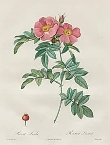 Les Roses:  Rosa Lucida by Henry Joseph Redouté (French, 1766–1853)