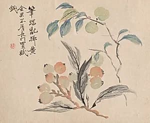 Loquat Tree of Japan by Tsubaki Chinzan (Japanese, 1801–1854)