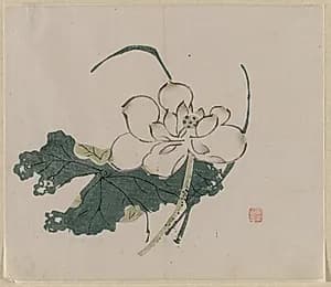 Lotus Blossom by Unknown Artist
