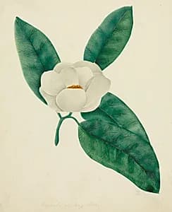 Magnolia by Mary Altha Nims (American, 1817–1907)