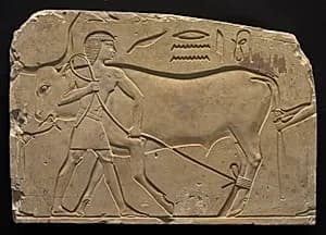 Men Trussing an Ox by Unknown Artist