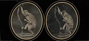 Monkey on Branch by Louis Jules Duboscq-Soleil (French, 1817–1886)