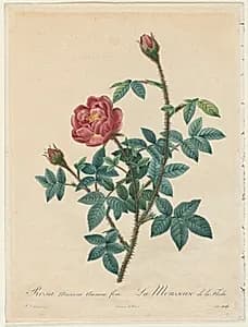 Moss Rose by Henry Joseph Redouté (French, 1766–1853)