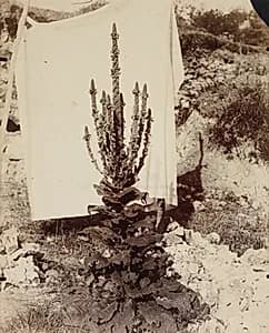 Mullein in Bloom by Eugène Atget (French, 1857–1927)