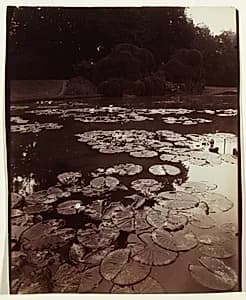 Nymphéa by Eugène Atget (French, 1857–1927)