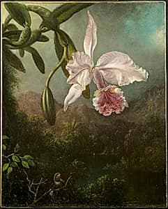 Orchid Blossoms by Martin Johnson Heade (American, 1819–1904)