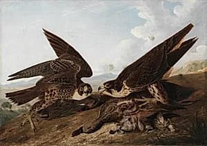 Peregrine Falcons (Duck Hawks) by John James Audubon (American, 1785–1851)