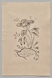 Persian Flowers by Jean Baptiste Pillement (French, 1728–1808)