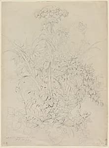 Plant Study by Eugene Bléry (French, 1805–1886)