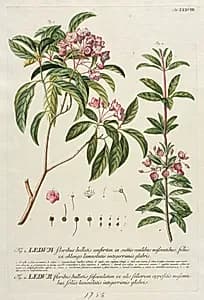 Plantae Selectae:  No. 38 by Georg Dionysius Ehret (German, 1708–1770)