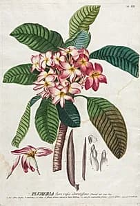 Plantae Selectae:  No. 41 by Georg Dionysius Ehret (German, 1708–1770)