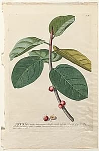 Plantae Selectae:  No. 50 - Ficus by Georg Dionysius Ehret (German, 1708–1770)