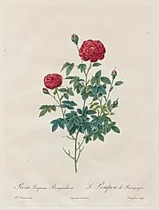 Pompon Rose by Henry Joseph Redouté (French, 1766–1853)