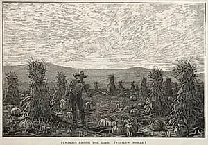 Pumpkins Among the Corn by Winslow Homer (American, 1836–1910)