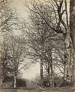 Queen Adelaide's Beech by James Sinclair, 14th Earl of Caithness (British, 1821–1881)