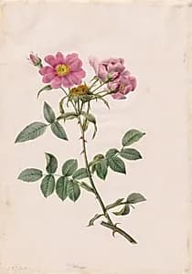 Rosa Collina Monsoniana by Henry Joseph Redouté (French, 1766–1853)