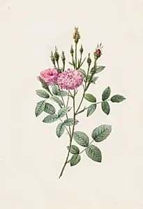Rosa Pomponiana Muscosa by Henry Joseph Redouté (French, 1766–1853)