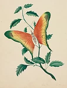 Rose Bush and Butterfly by Mary Altha Nims (American, 1817–1907)