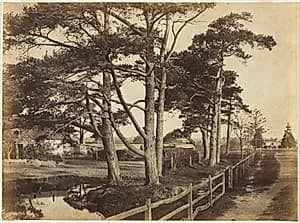Scotch Firs, Hawkhurst by Benjamin Brecknell Turner (British, 1815–1894)