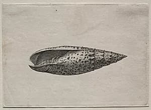 Shells:  Mitra papalis L by Wenceslaus Hollar (Bohemian, 1607–1677)