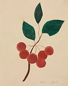 Siberian Apple by Mary Altha Nims (American, 1817–1907)