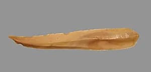 Sickle Blade by Unknown Artist