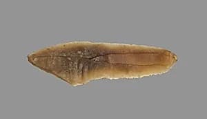 Sickle Blade by Unknown Artist