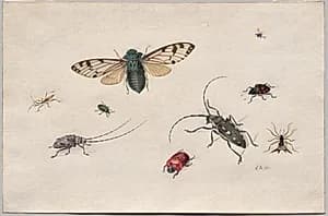Studies of Insects by Johannes Bronckhorst (Netherlands, 1648–1727)