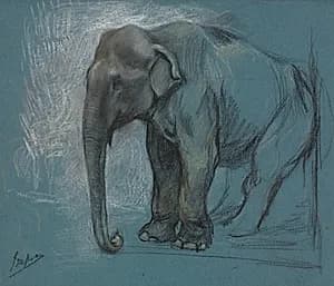 Study of an Elephant by John Macallan Swan (British, 1847–1910)