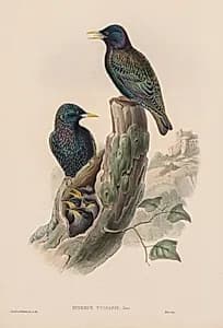 Sturnur Vulgaris by John Gould (British, 1804–1881)