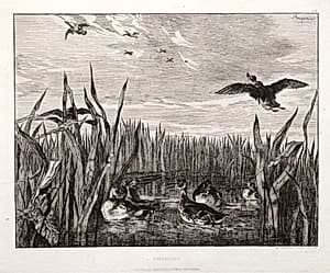 Teals by Félix Bracquemond (French, 1833–1914)