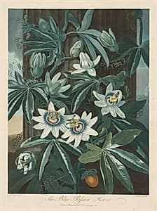 The Blue Passion-flower by Robert John Thornton (British, 1768–1837)