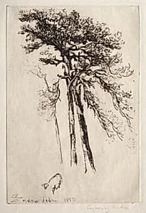 The Latest Tree by Francis Seymour Haden (British, 1818–1910)