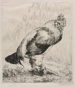 The Old Cock by Félix Bracquemond (French, 1833–1914)