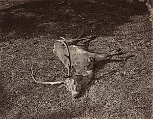 The Royal Stag by James Valentine (British, 1815–1880)