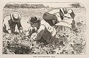 The Strawberry Bed by Winslow Homer (American, 1836–1910)