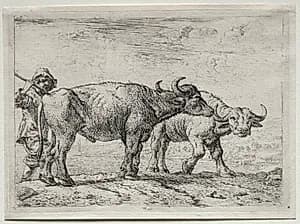 The Two Buffaloes by Pieter van Laer (Dutch, 1592–c. 1642)
