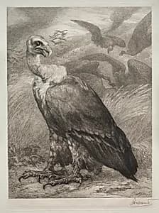 The Vulture by Félix Bracquemond (French, 1833–1914)