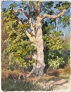 Tree Study by Rosa Bonheur (French, 1822–1899)