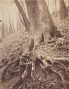 Trees and Roots by Eugène Atget (French, 1857–1927)