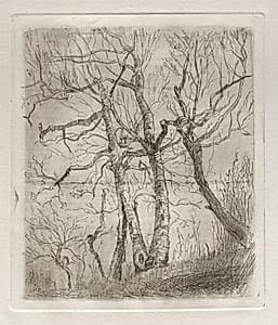 Trees by Otto H. Bacher (American, 1856–1909)